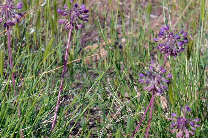 Dusky Onion is found in the western United States from southeastern Washington and northern Oregon to southern California, and western Nevada. Plants in photos above are from central Arizona. Allium campanulatum